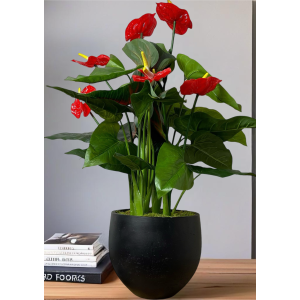 Red Anthurium Planter
