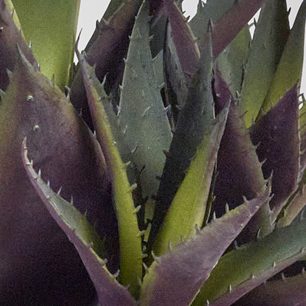 artificialaloeveracloseup