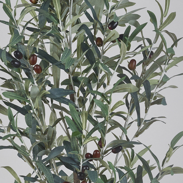 olivetreecloseup