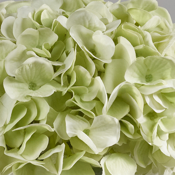 realtouchlightgreenhydrangeascloseup