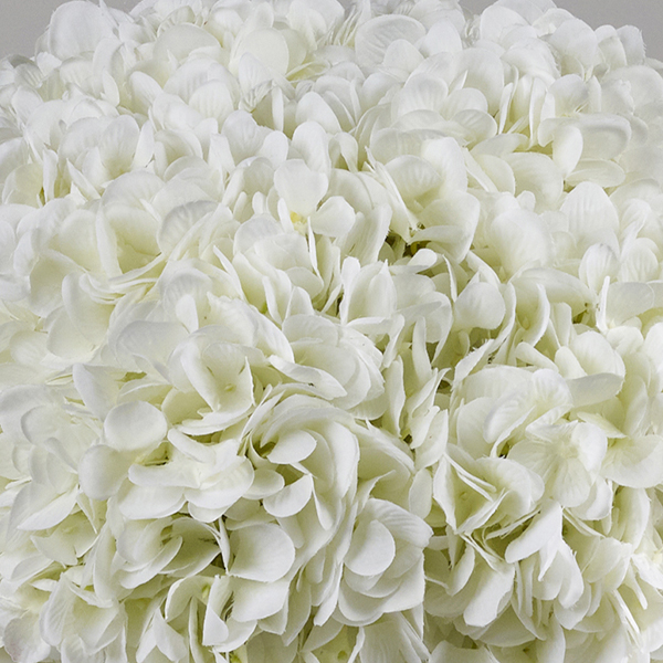 whitehydrangeascloseup