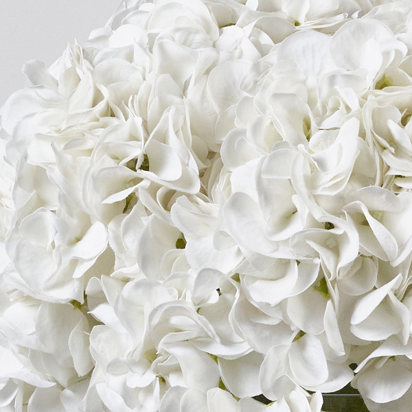 whitesilkhydrangeacloseup