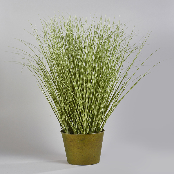 zebragrass
