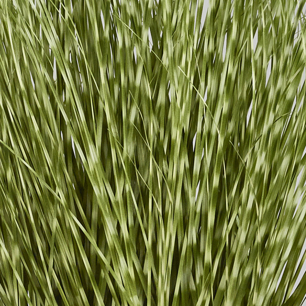 zebragrasscloseup